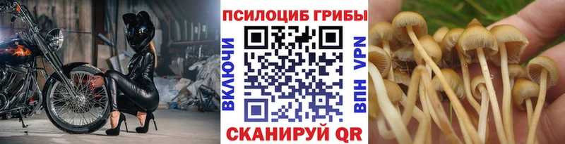 даркнет официальный сайт как найти наркотики Змеиногорск Псилоцибиновые грибы мицелий